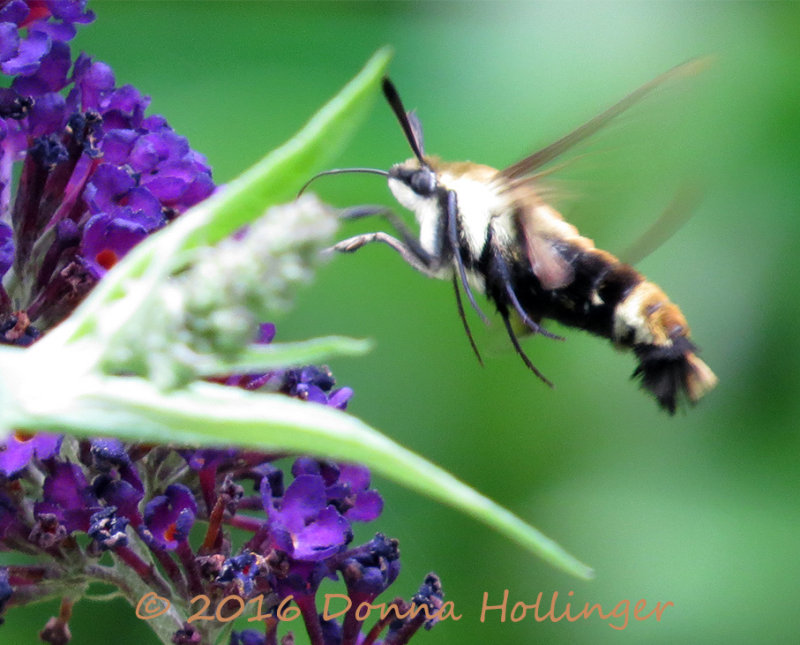 Hummingbird Moth - Clearwing