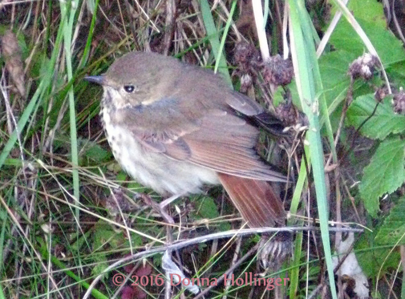 Hermit Thrush