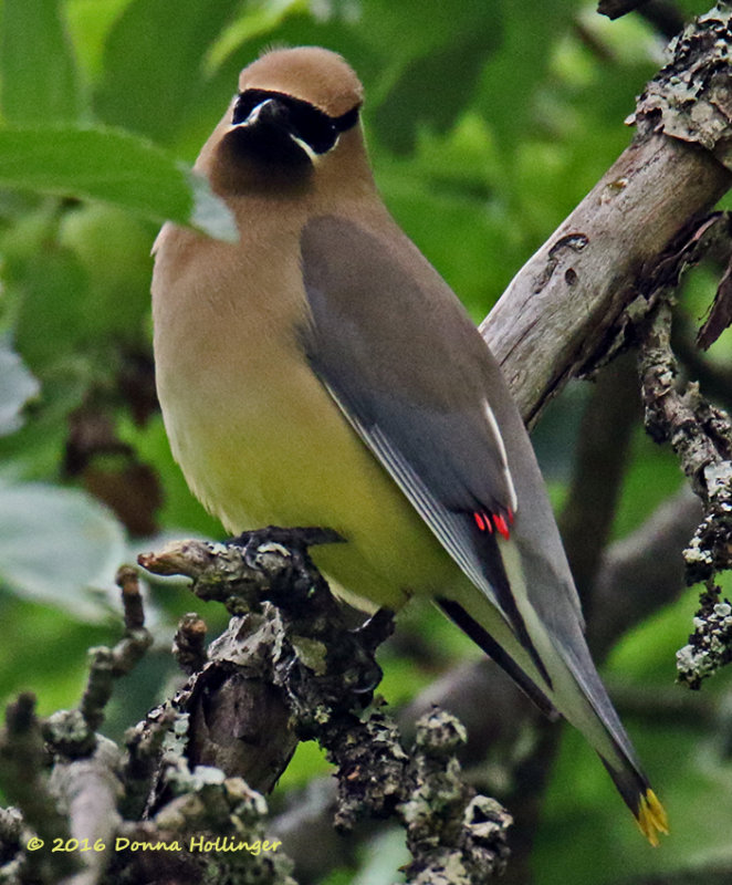 The Cedar Waxwings Have Returned