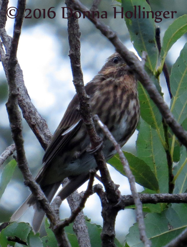 900pfinch.0868.copy.jpg