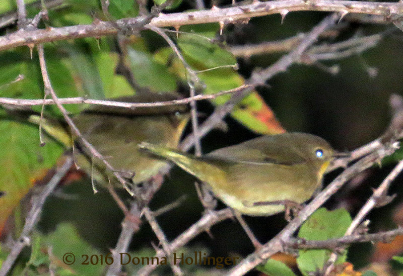 Two Common YellowThroat Females