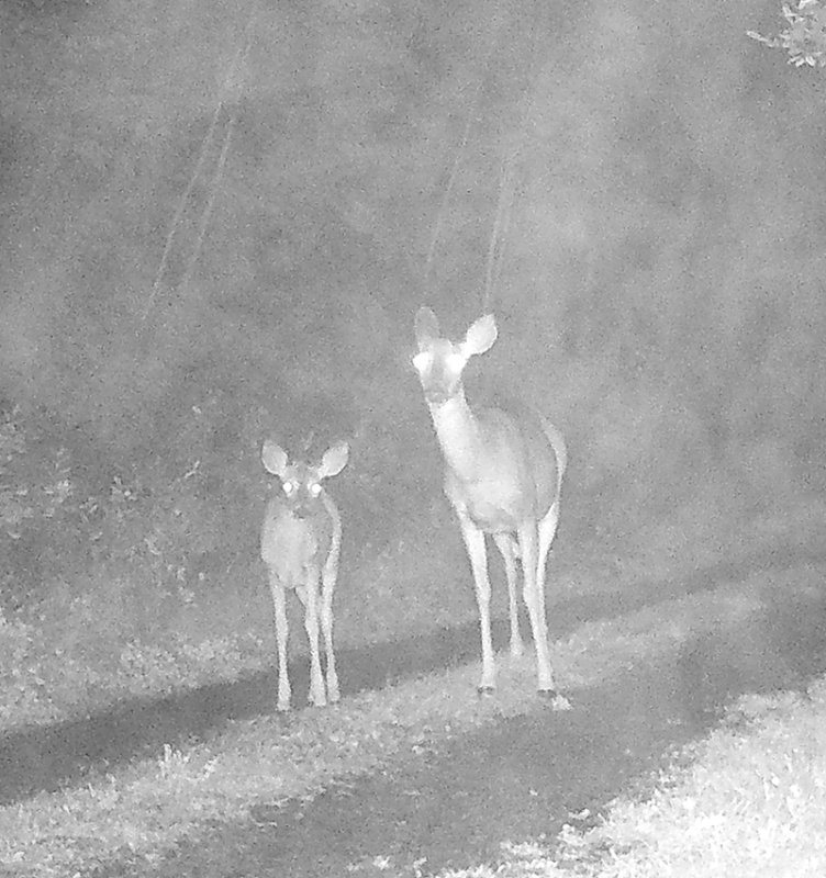 Mother and Fawn in the driveway