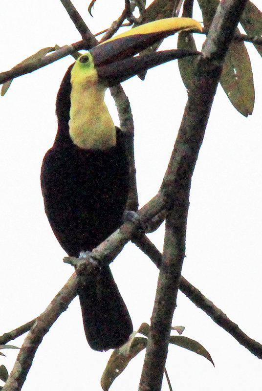 Toucan in a Cecropia Tree