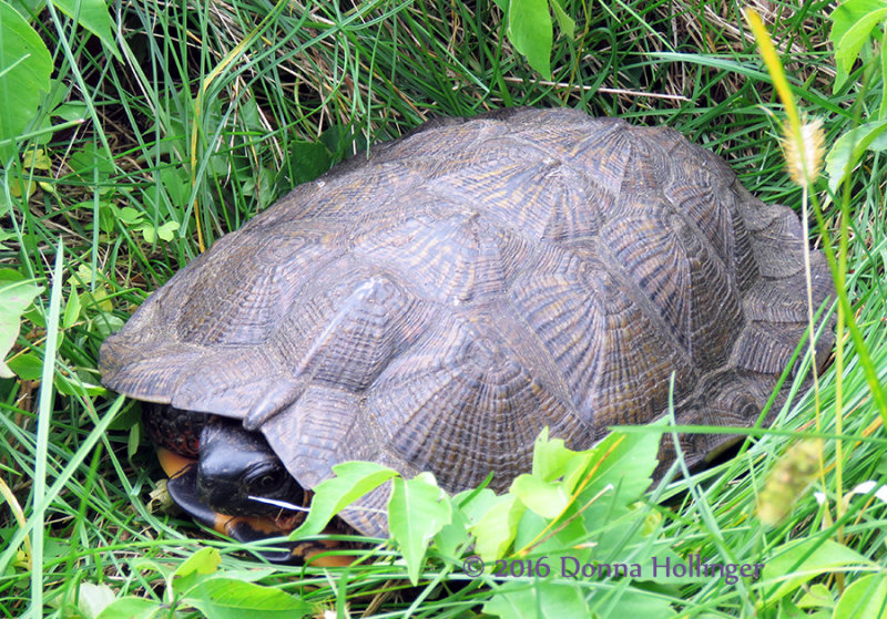 Wood Turtle on Route 132 Norwich, VT