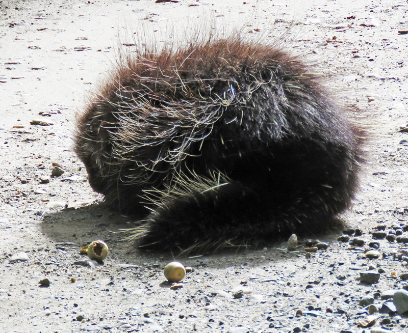 Porcupine in the Middle of Turnpike Road