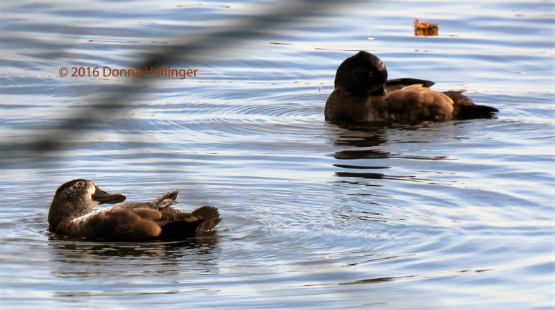 Two Ring-necked Ducks immatures