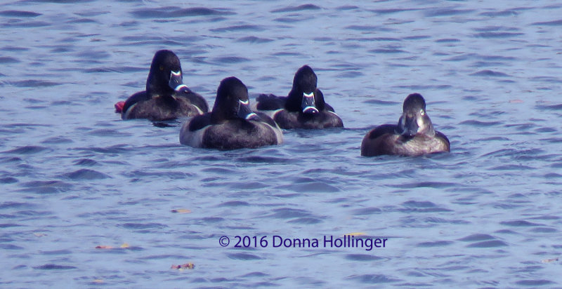 Three Ring-Necked Ducks with an Immature