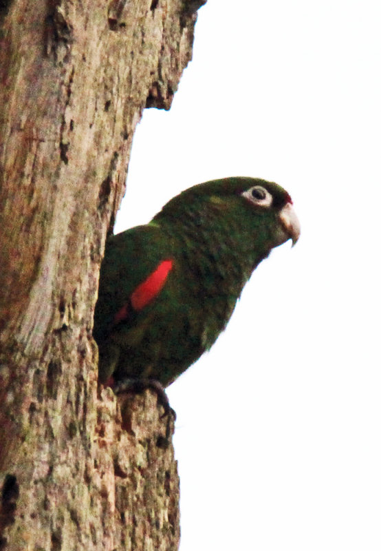 Oro Parakeet at a nesting site