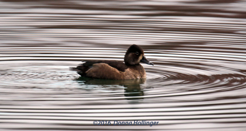 Immature Ring-necked Duck