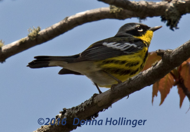 Magnolia Warbler