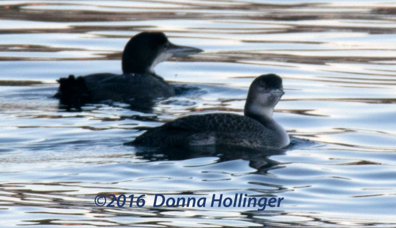 2 Common Loons (same as previous 2)