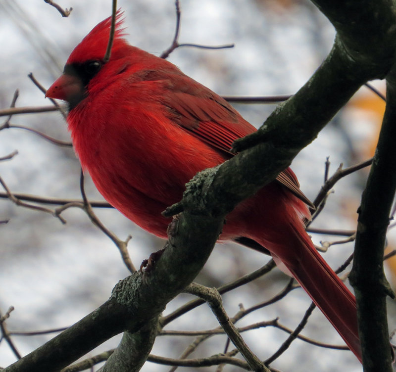 Female's Husband Cardinal