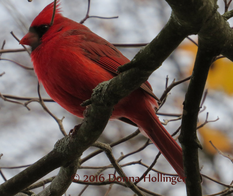 Male Cardinal