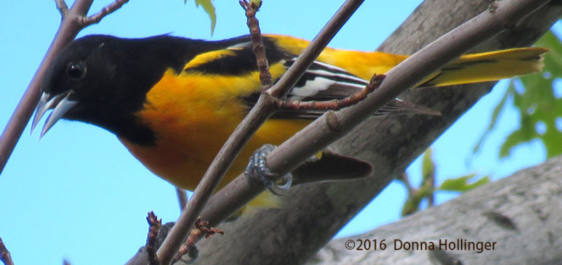 Male Oriole At Fresh Pond in May 2016
