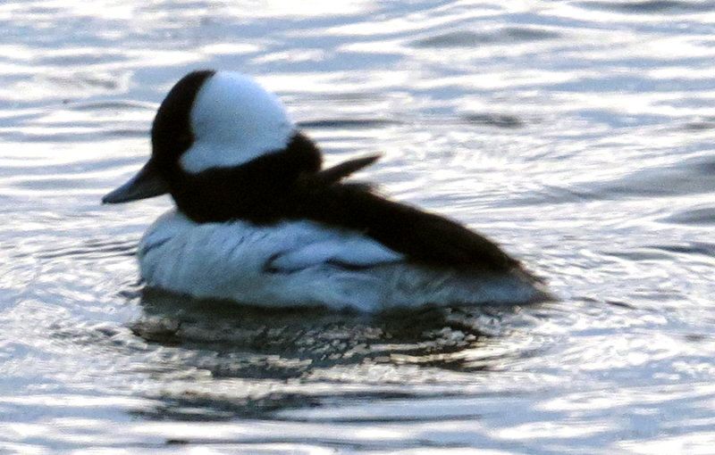 Bufflehead Moves