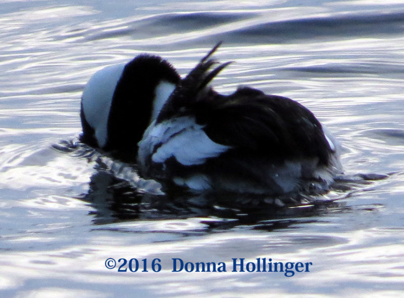 Bufflehead Moves