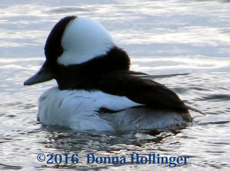 Bufflehead Moves