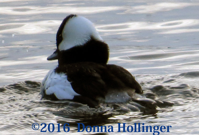 Bufflehead Moves