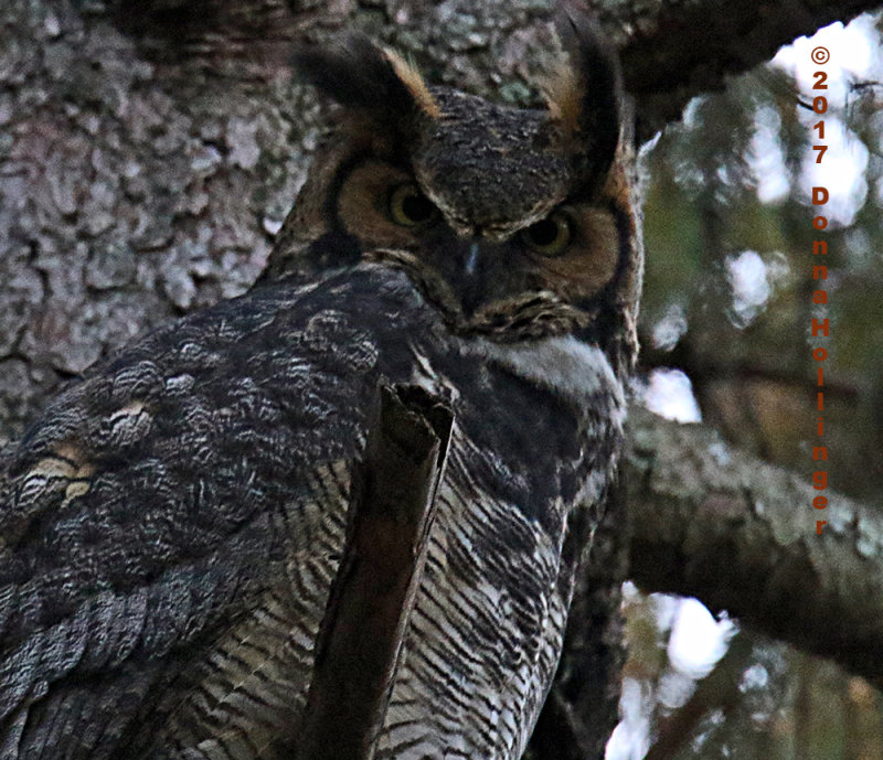 Great Horned Owl Female Awake