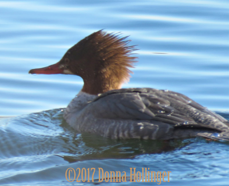 Female Common Merganser 