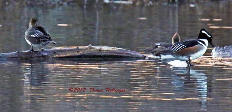 Big Hooded Merganser on Driftwood