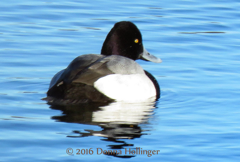 Lesser Scaup