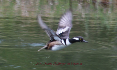 Skittish Hooded (male) Mergansers