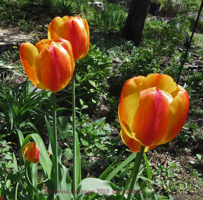 Lee's Tulips
