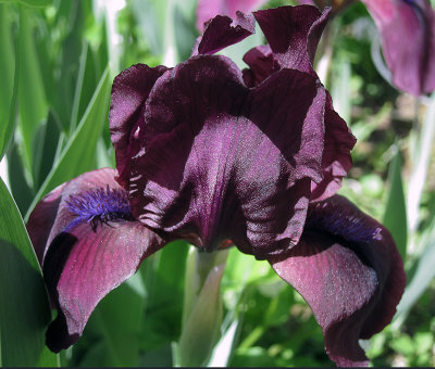 Black and Magenta Iris...with a Bluebeard!
