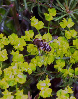 Hoverfly on Spurge