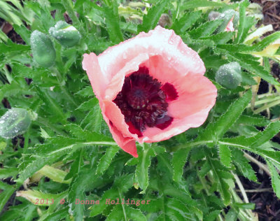 Toolhouse Garden Poppy- First Bloom