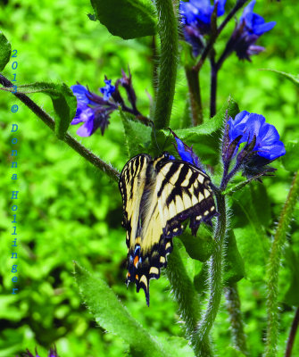 We got the sun today and the butterflies!