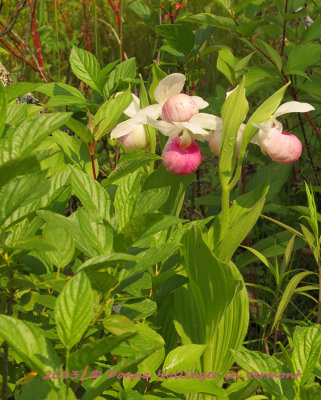 Cypridedium Reginae, altho commonly called showy Lady slipper