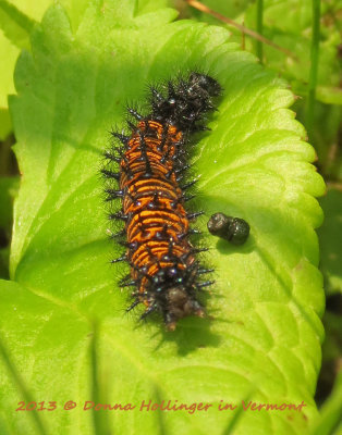 Baltimore Checkerspot Caterpillar