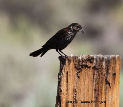 Female Redwing Blackbird with a Dragonfly