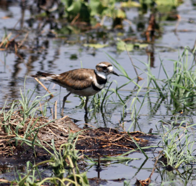 Kildeer