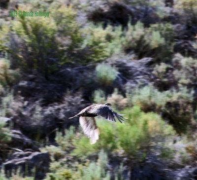 Flying Sage Grouse