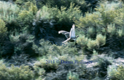 Flushing the Sage Grouse