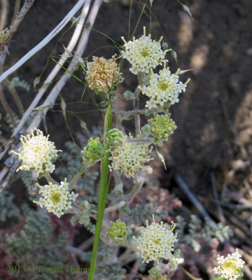 Mariposa Wildflower