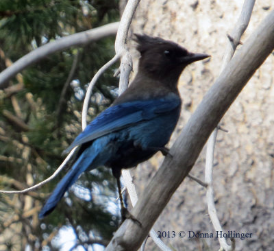 Stellar's  Jay [ Cyanocitta stelleri]