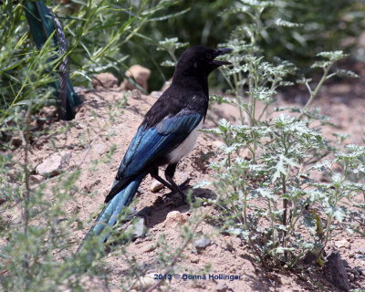 Black Billed Magpie