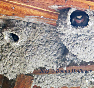 Chimney Swallow waiting for Mama