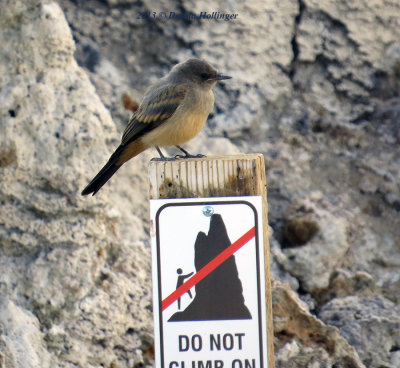 Juvenile Says Phoebe on a Tufa Outcrop