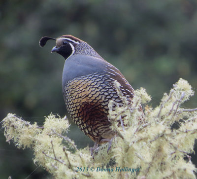 California Quail