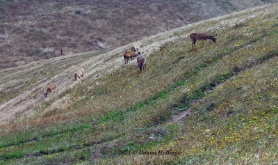 770.muledeer.2207.copy.jpg