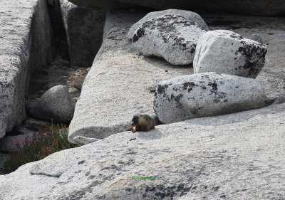 Yellow Bellied Marmot