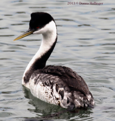 Western Grebe with Oil on his feathers?
