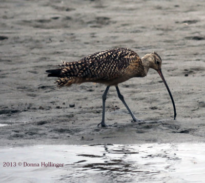Female Long Billed Curlew