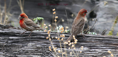 2 House Finches