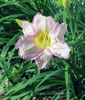 Pastel Mauve DayLily